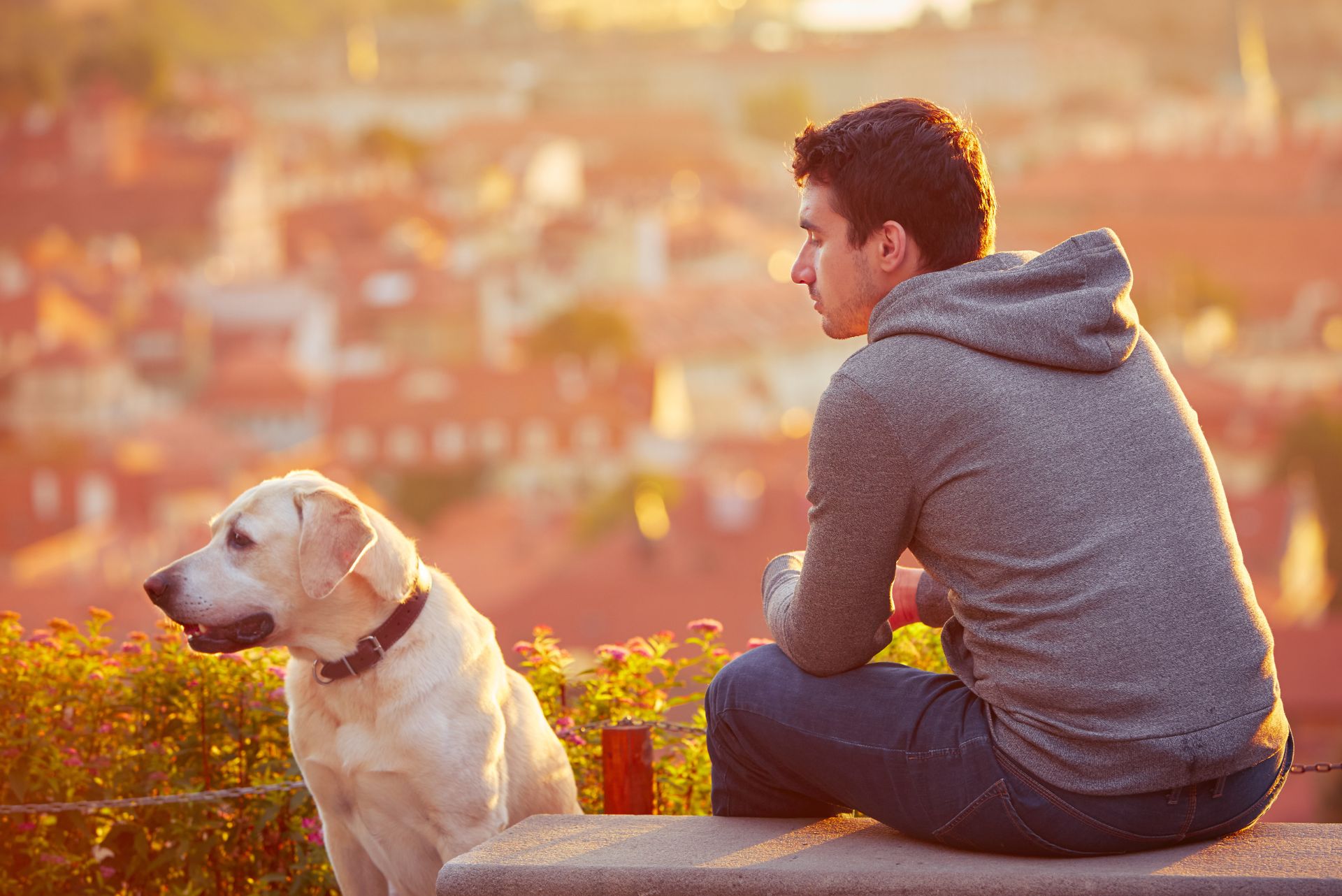 Untitled-design-4 A young man and his dog look out over the city with the sunset casting a warm glow.